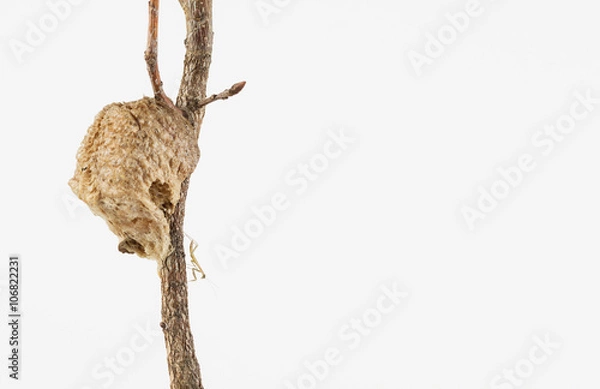 Fototapeta Mantis nymph on branch newly emerged from egg case
