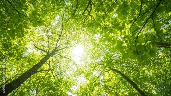 Fototapeta Lush Forest Canopy with Sunlight Streaming Through Vibrant Green Leaves - Botanical Beauty from Below