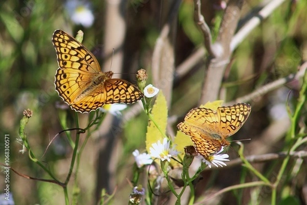 Fototapeta Pair of butterflies macro