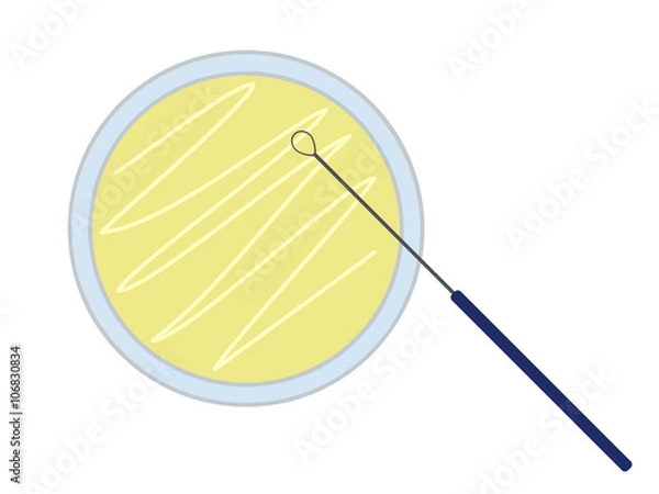 Fototapeta Petri dish with nutrient medium and inoculation loop