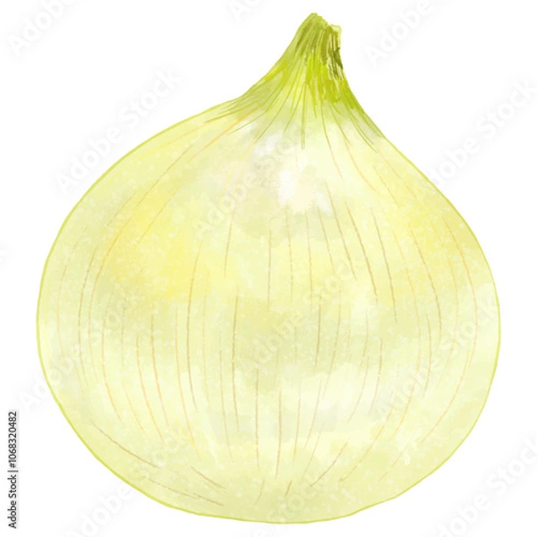 Obraz 春の旬食材・リアルな新玉ねぎ1個