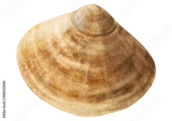 Obraz はまぐり完成春の旬食材・リアルなはまぐり1個