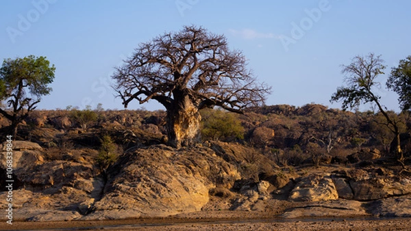Fototapeta beautiful big trees and scenic views