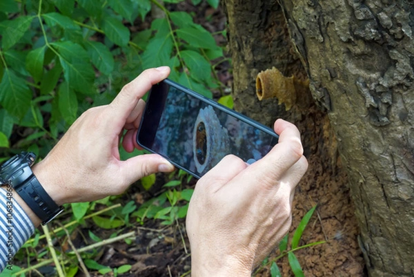Obraz male forest explorer uses his cell phone to take photos of stingless bees nesting in trees in the forest. Soft and selective focus.