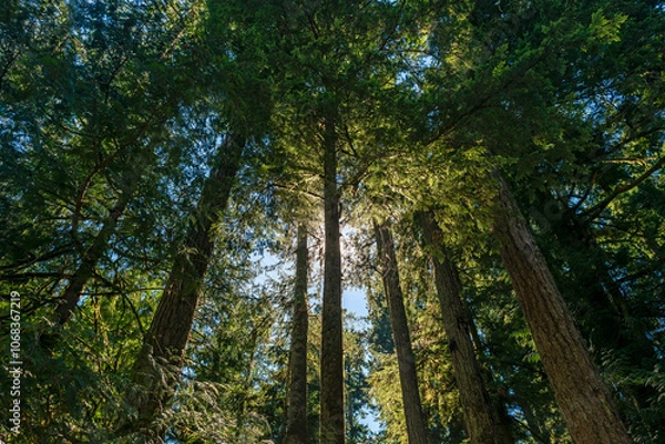 Fototapeta Ancient forest trees, Macmillan provincial park, Vancouver Island, British Columbia, Canada.