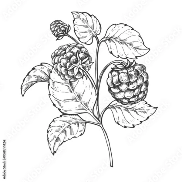 Obraz Raspberry ink graphic pear on branch illustration, draft silhouette drawing, black on white line art. Botanical vintage etching food design.