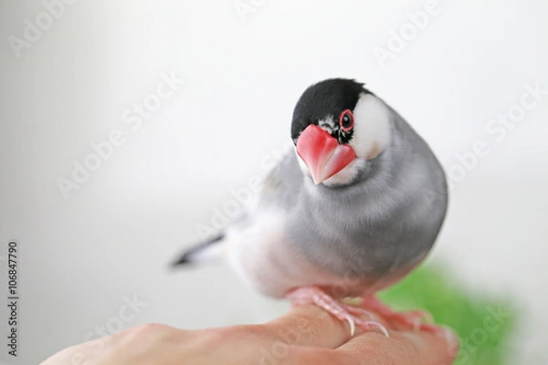 Obraz 桜文鳥のオス