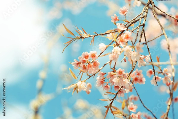 Fototapeta Wild Himalayan Cherry spring blossom