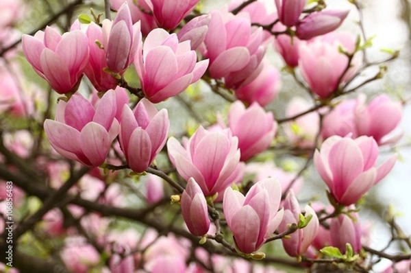 Obraz Pink magnolia flowers on tree