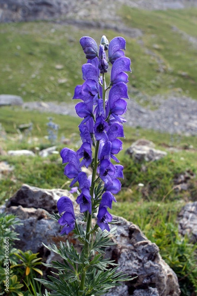 Obraz Fleur d'aconit (pn364x50)