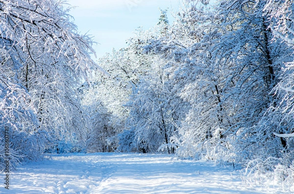 Obraz Magnificent winter landscape. Lots of snow on the tree branches.