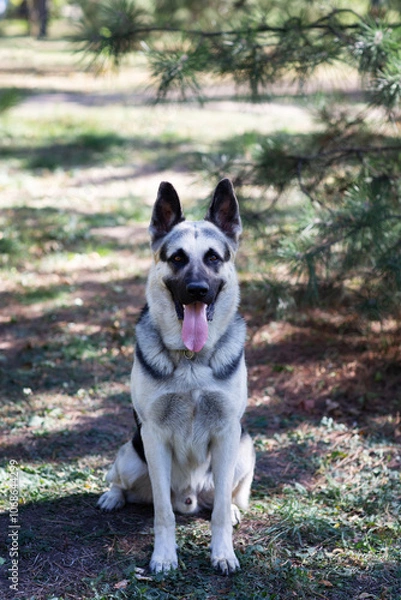 Obraz A German Shepherd against the background of nature on a sunny day. Russian Eastern European dog veo close-up.