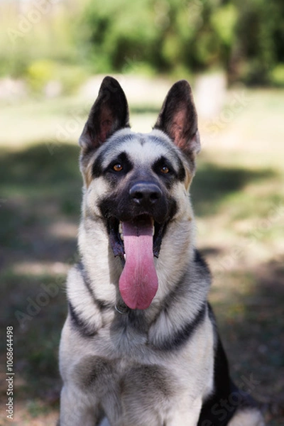 Obraz A German Shepherd against the background of nature on a sunny day. Russian Eastern European dog veo close-up.
