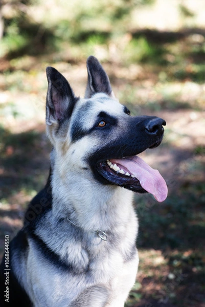 Obraz A German Shepherd against the background of nature on a sunny day. Russian Eastern European dog veo close-up.