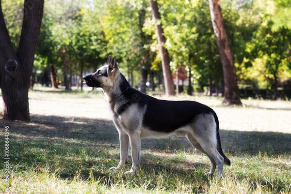Obraz A German Shepherd against the background of nature on a sunny day. Russian Eastern European dog veo close-up.