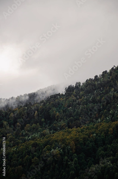 Obraz Minimalistic dark fog Forest