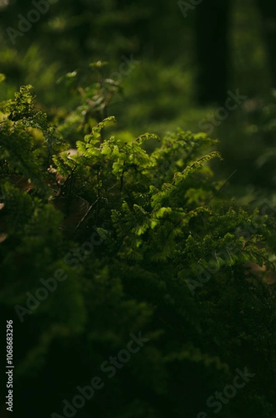 Obraz green moss in the forest