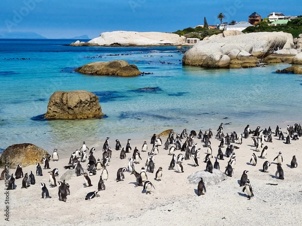 Obraz Boulders beach, South Africa's penguin beach