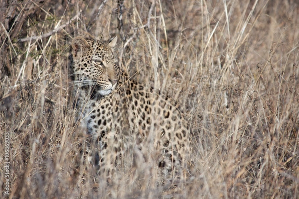 Obraz Leopard camouflaged in the grass