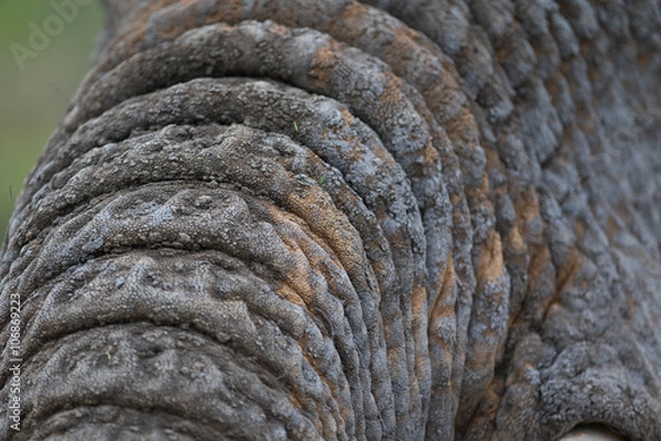 Obraz Elephant Trunk Closeup