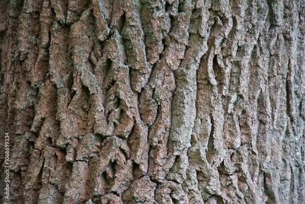 Obraz bark of a tree