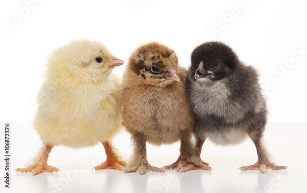 Fototapeta Small fluffy chickens
