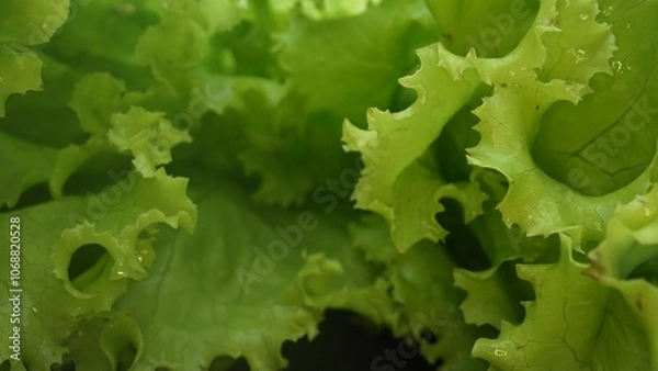 Fototapeta Macrography, fresh lettuce leaves stand out against a black background, creating a striking visual contrast. Each close-up shot captures the intricate details and textures of the lettuce. Comestible.