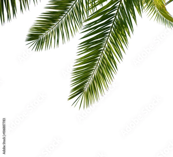 Obraz Isolated Palm Leaves on white background