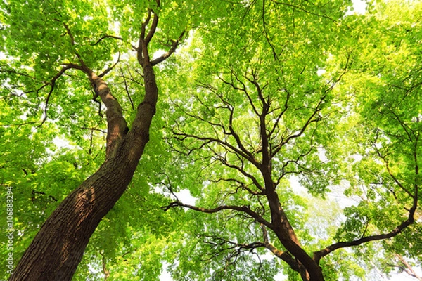 Fototapeta trees with green leaves canopy in forest