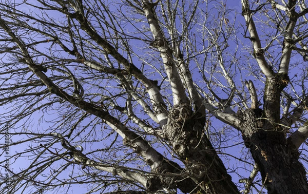 Obraz Branche d’arbre