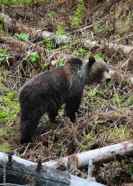 Fototapeta Young Bear Exploring Forest Floor