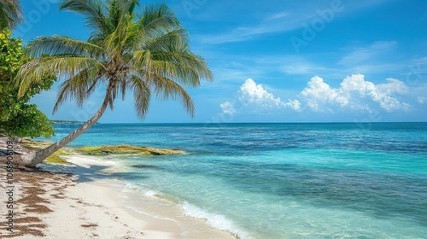 Fototapeta A serene beach scene featuring palm trees and clear turquoise waters under a blue sky.