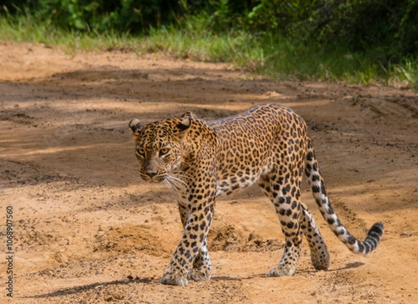 Obraz cheetah in the grass