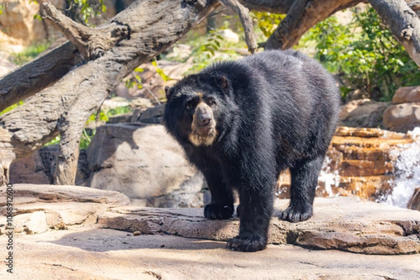 Obraz The Andean Bear foraging in a beautiful rocky zoo habitat. Also known as the Spectacled Bear they are native to South America and adept at climbing trees.