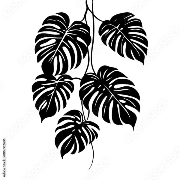 Obraz Stylized black monstera leaves gracefully hanging, showcasing detailed leaf patterns and shapes for botanical design and decor inspiration