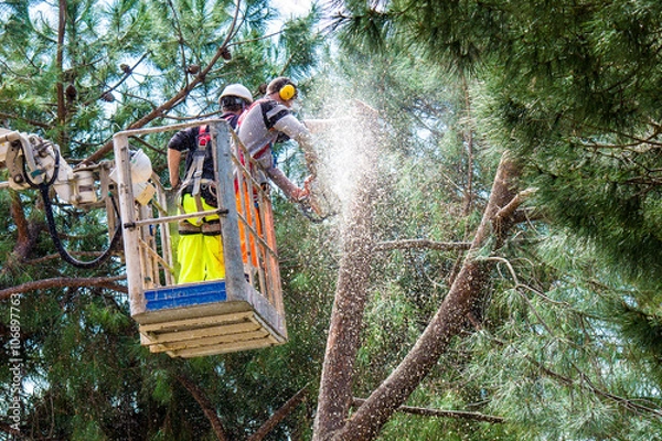 Fototapeta Professional Lumberjacks cuts trunks on the crane