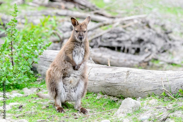 Obraz Kangaroos in the wild