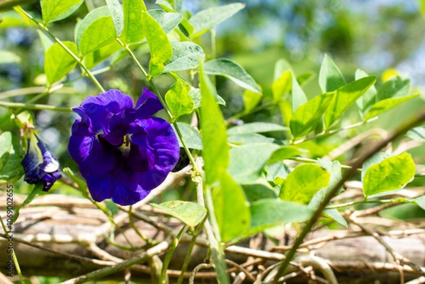 Obraz Blooming Clitoria Ternatea (Butterfly Pea)