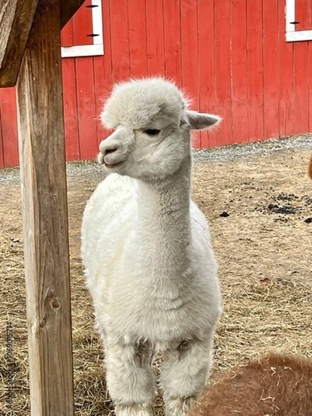 Fototapeta White Alpaca Standing in Front of Red Barn on a Rural Farm