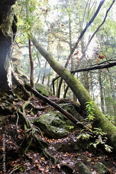 Fototapeta Sunlit Forest with Mossy Roots