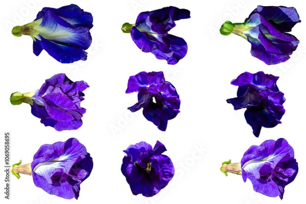 Obraz Isolated Butterfly Pea Flower on White Background