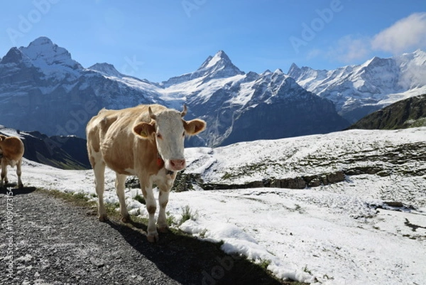 Obraz cow in the mountains