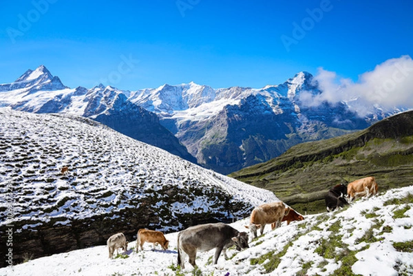 Obraz cow on the mountain