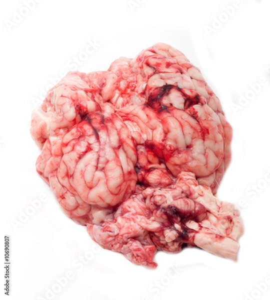 Fototapeta human brain isolated