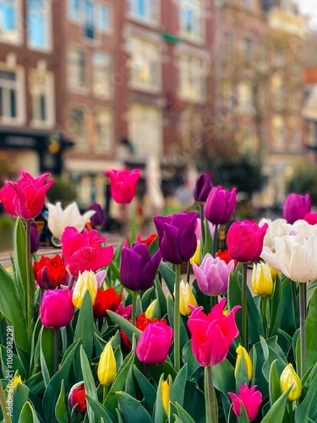 Obraz tulips in the park