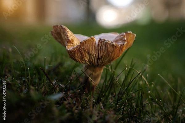 Obraz withered mushroom