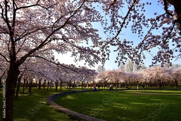 Obraz blossom in spring