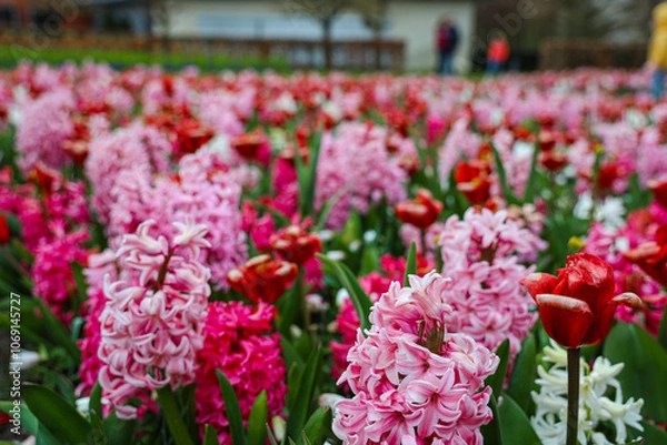 Obraz tulips in the garden