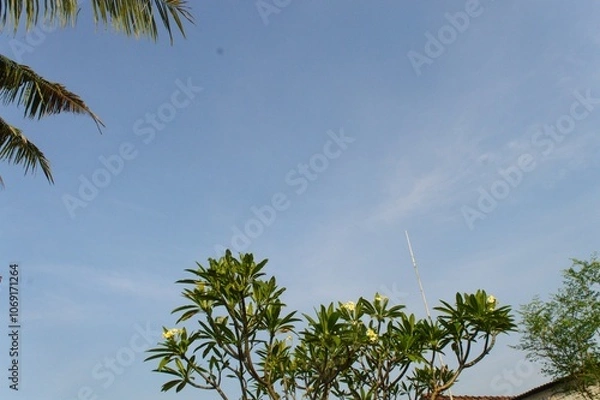 Obraz palm trees against blue sky
