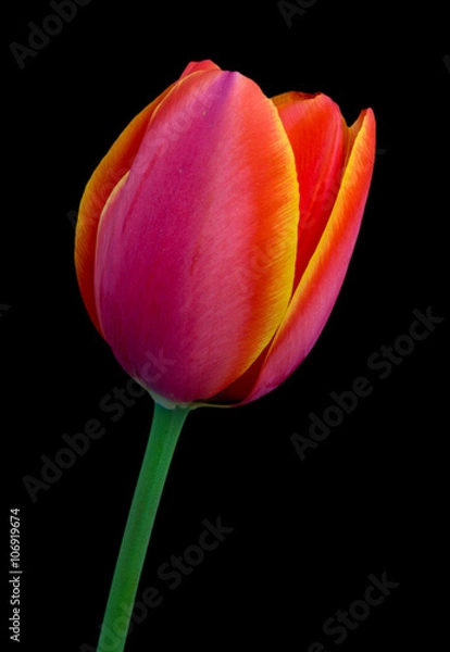 Obraz Tulip with black background